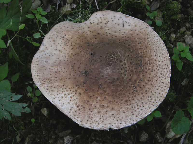 Lepiota e Macrolepiota da determinare.